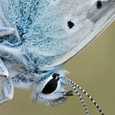 Polyommatus coridon